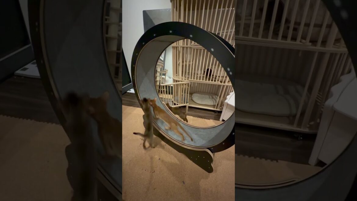 20250416#アビシニアン #abyssinian #cat