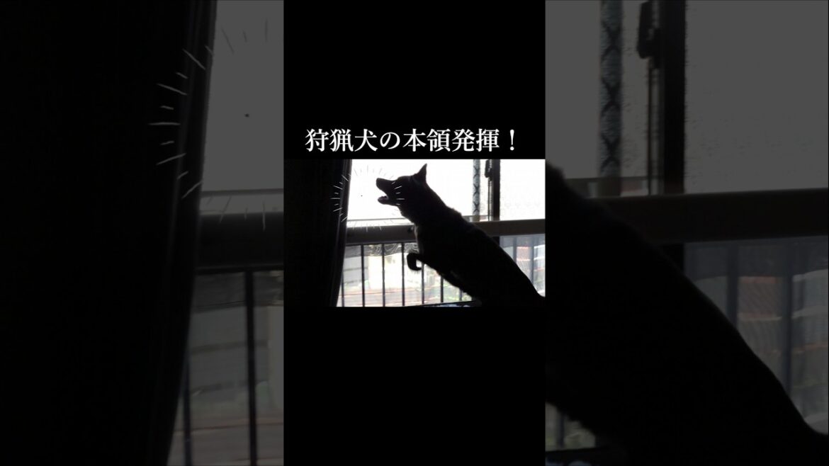 これぞ狩猟犬！虫を追いかける甲斐犬とビビって逃げる柴犬！#甲斐犬 #柴犬 #youtubeshorts