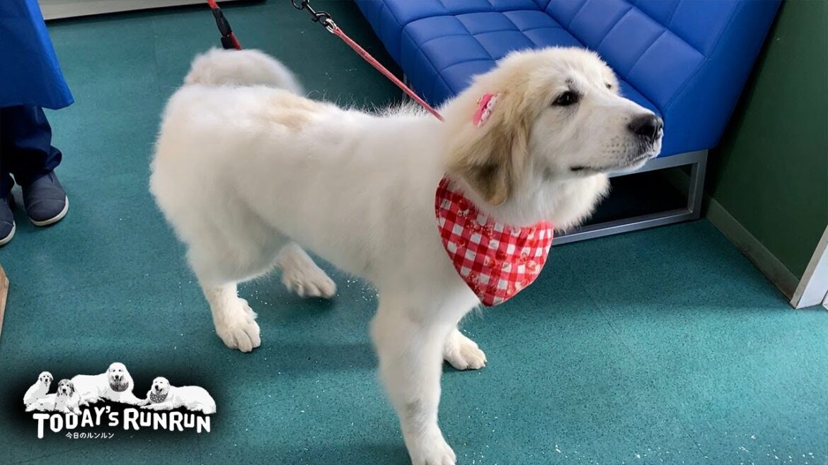サロンデビューで見違えるように真っ白になったリリーです Great Pyrenees グレートピレニーズ サロンデビューで見違えるように真っ白になったリリーです Great Pyrenees グレートピレニーズ