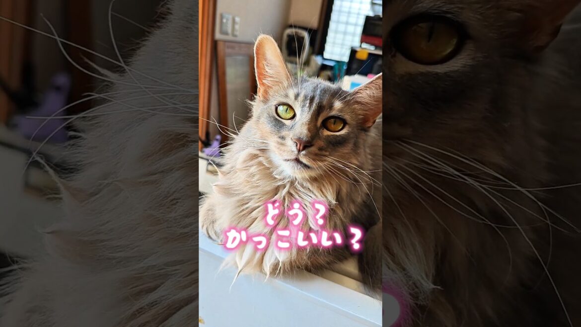 【猫動画】ソマリの胸毛をチネったらオシャレすぎた　#cat  #cats #shorts #猫 #ねこ