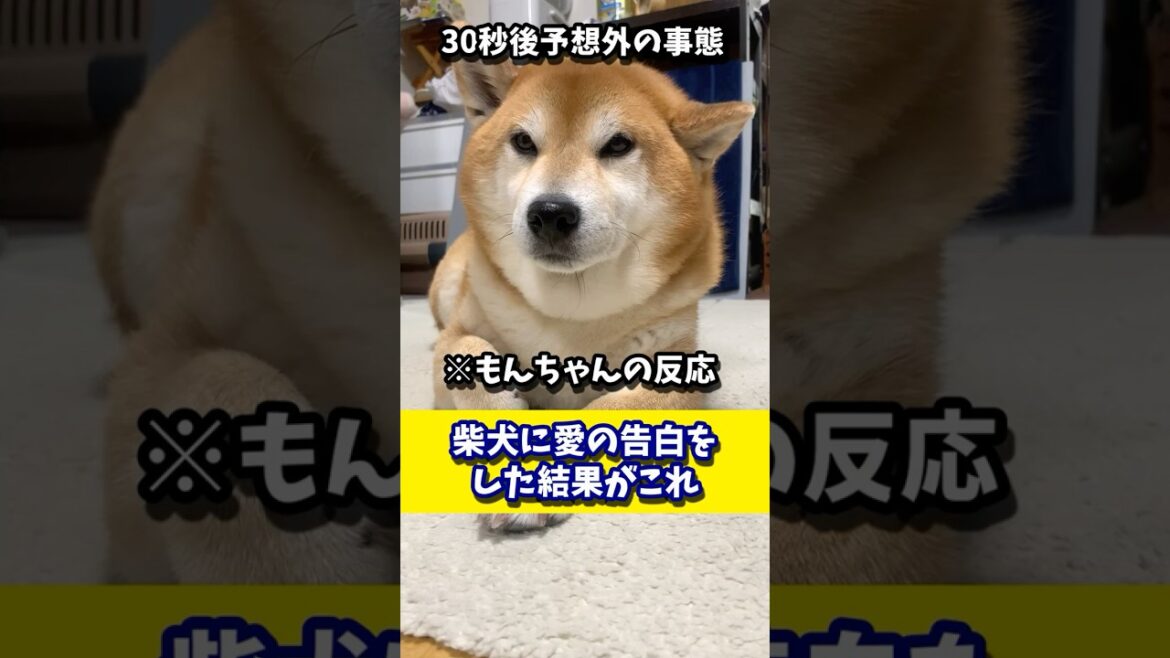 父から愛の告白を受けた柴犬の反応は!? #shibadog #柴犬 #sibainu  #犬のいる生活 #shorts 父から愛の告白を受けた柴犬の反応は!? #shibadog #柴犬 #sibainu  #犬のいる生活 #shorts