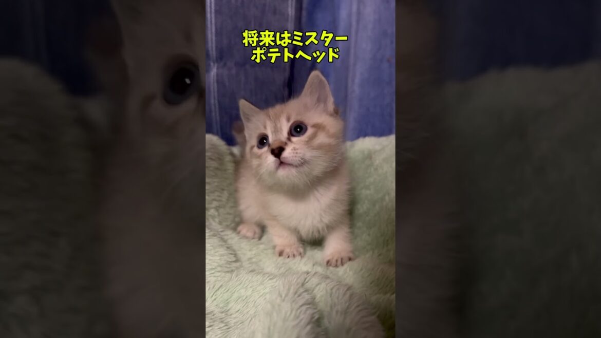 #トイボブ のリンクポイント❤️❤️❤️ #子ネコ #cat #猫のいる暮らし #にゃんグラム #猫好きさんと繋がりたい #ネコスタグラム @kichifrost