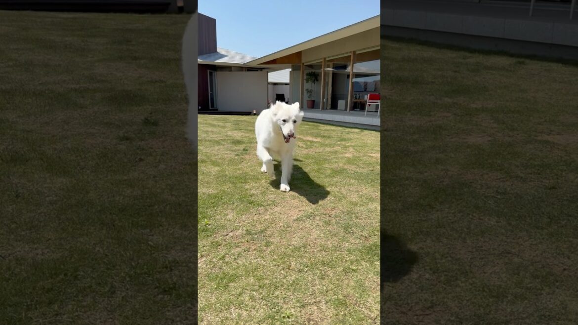 GWの旅行を満喫する大型犬【ホワイトシェパード】　#shorts