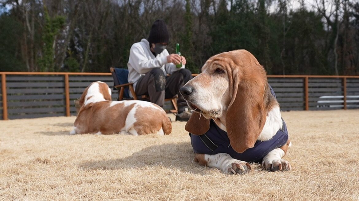 #001　バセットと過ごす理想的な休日