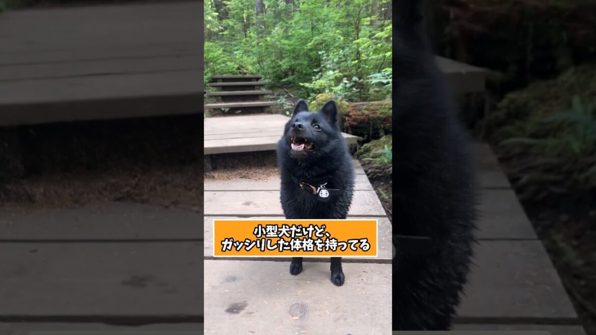 スキッパーキさんを知って寝よう　#犬 #紹介 #犬のいる生活