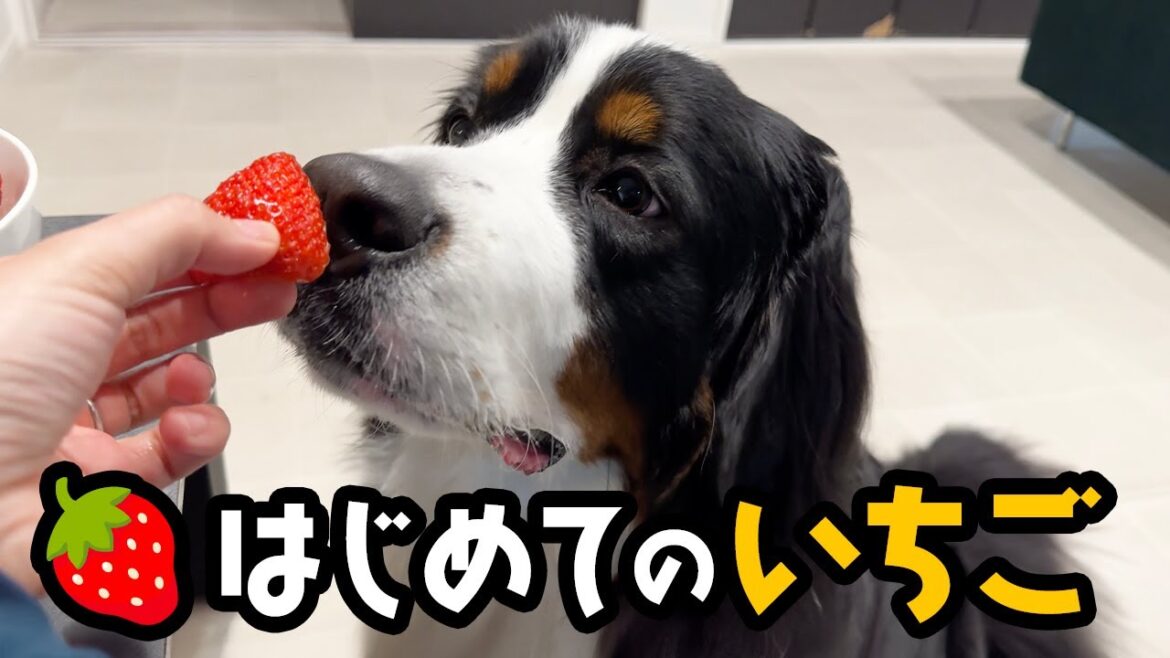 はじめてのいちご🍓【1歳9ヶ月バーニーズ】