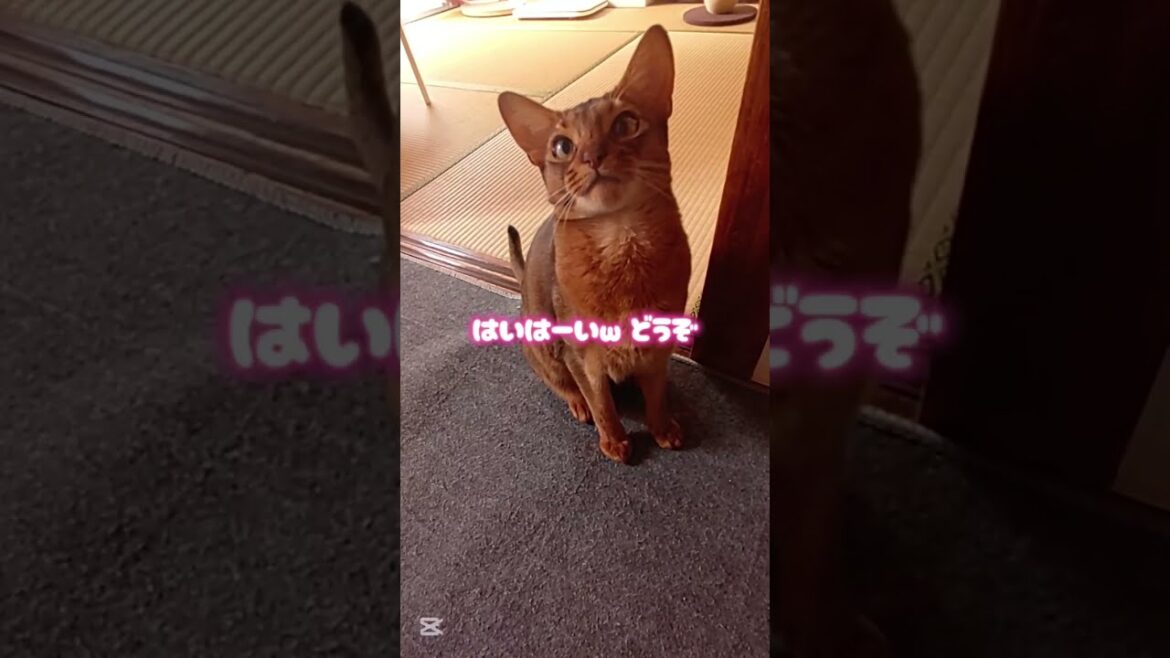❇️犬みたいな猫様🐈🎶⸒⸒memories of 2025【abyssinian cat boy】　　