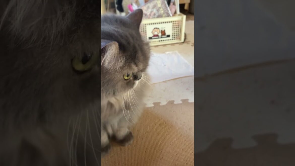 @朝弍のかいる君@かいる君はおばか？