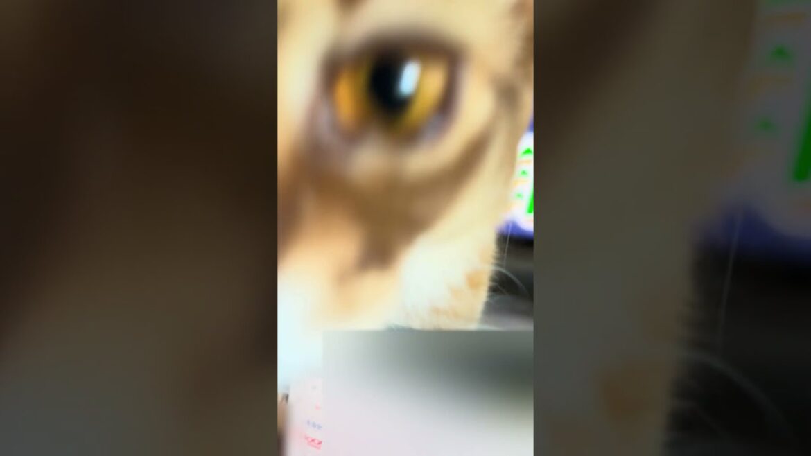 鼻息にゃー🐈 #cat #ねこ #猫 #ネコ #ちゅーる #ソマリ #chat