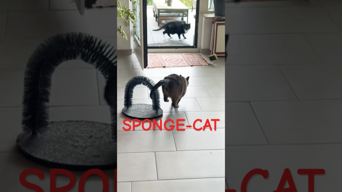 Funny Sponge Cat Attack #siamesecats #haustier  #catslove #catlogic #miau #miaumiau #siamese