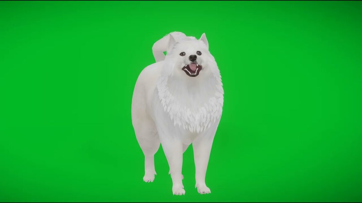 Samoyed Dog