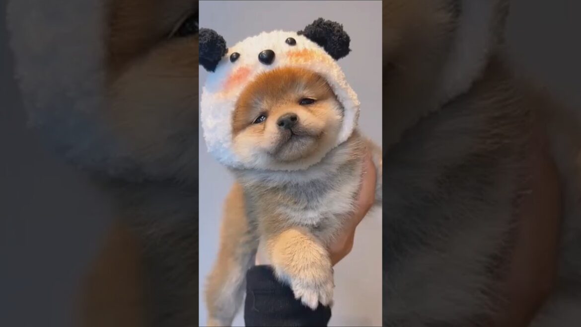 柴犬さん見て癒やされたら寝ろwww #動物 #イヌ #柴犬 柴犬さん見て癒やされたら寝ろwww #動物 #イヌ #柴犬