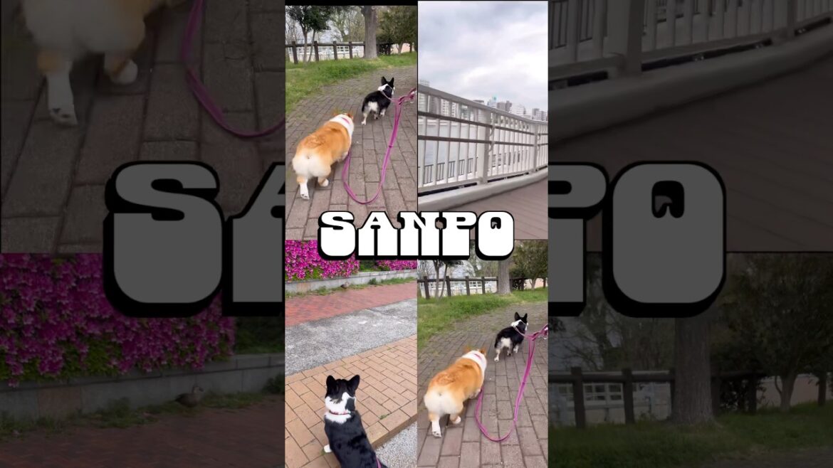 Sanpo散歩#コーギールナメル #コーギー多頭飼い #コーギー #散歩 #corgilove