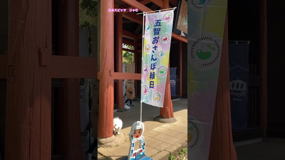 じゃむの日曜日　#日本スピッツ #イベント #ゴールデンウィーク