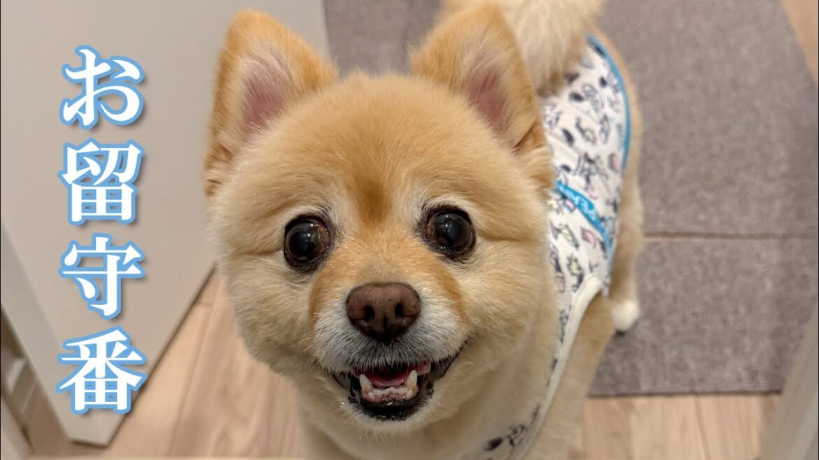 【お留守番】ママと仲良くお留守番できるようになったポメラニアン 【お留守番】ママと仲良くお留守番できるようになったポメラニアン