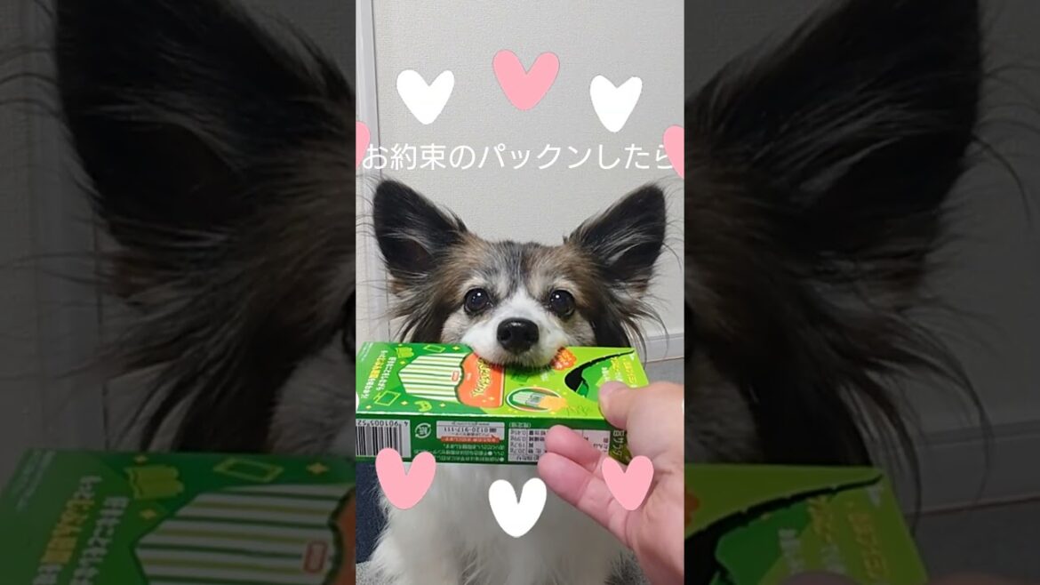 お菓子の箱でおやつの時間が楽しくなる犬 #犬のおやつ #犬のいる生活 #パピヨン