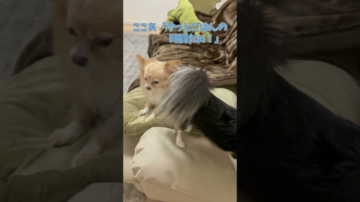 ごはんを早く食べたいチワワが可愛い #ロングコートチワワ　#犬 #犬好きさんと繋がりたい #犬と猫どっちも飼ってると毎日たのしい #多頭飼い