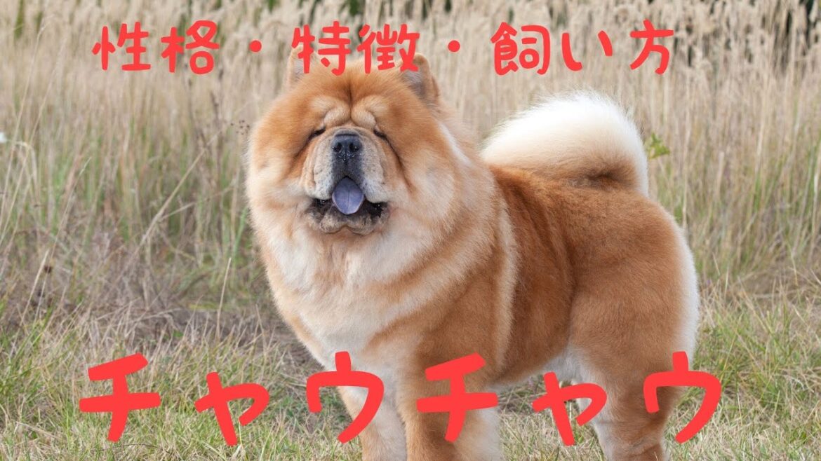 チャウチャウの性格や特徴などなど解説