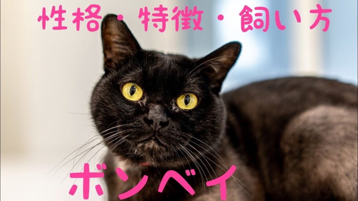 ボンベイの性格や特徴などなど解説