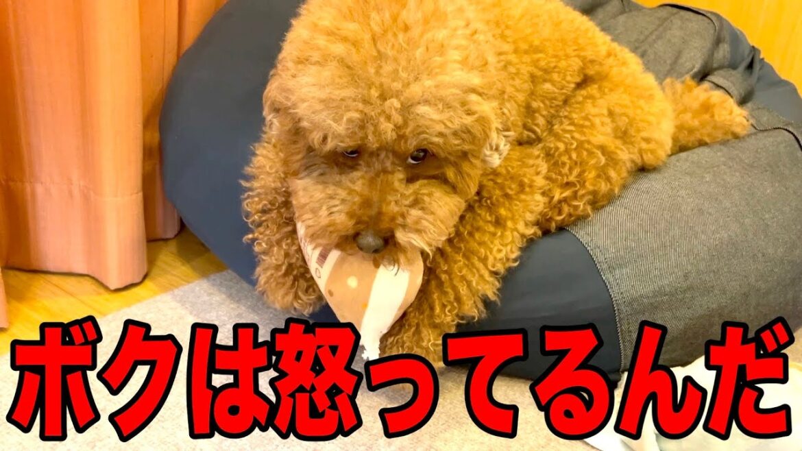 すぐおもちゃ壊すから奪おうとしたらこの顔。【トイプードル】 すぐおもちゃ壊すから奪おうとしたらこの顔。【トイプードル】