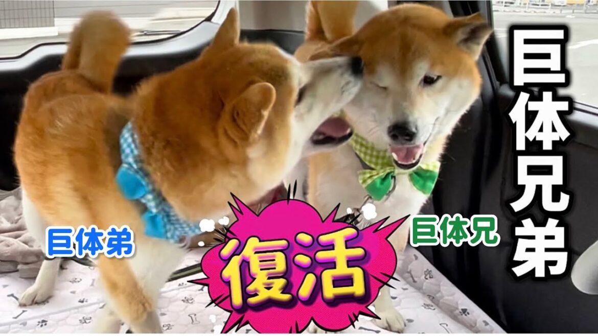 柴犬巨体兄弟、完全復活!可愛いイチャコラが止まらない(笑) 柴犬巨体兄弟、完全復活!可愛いイチャコラが止まらない(笑)