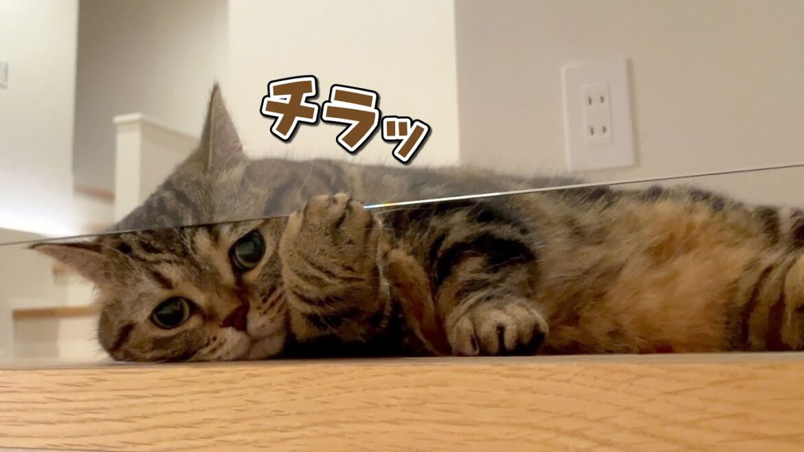 ビビリな弟猫が２階から降りてこなくなっちゃいました…