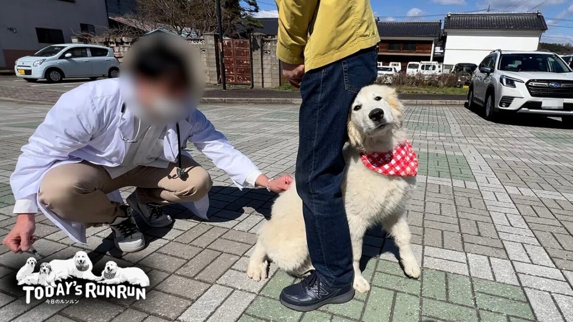 行き先が狂犬病注射だったので…少し不満そうなアランとベルとリリーです Great Pyrenees グレートピレニーズ 行き先が狂犬病注射だったので...少し不満そうなアランとベルとリリーです Great Pyrenees グレートピレニーズ