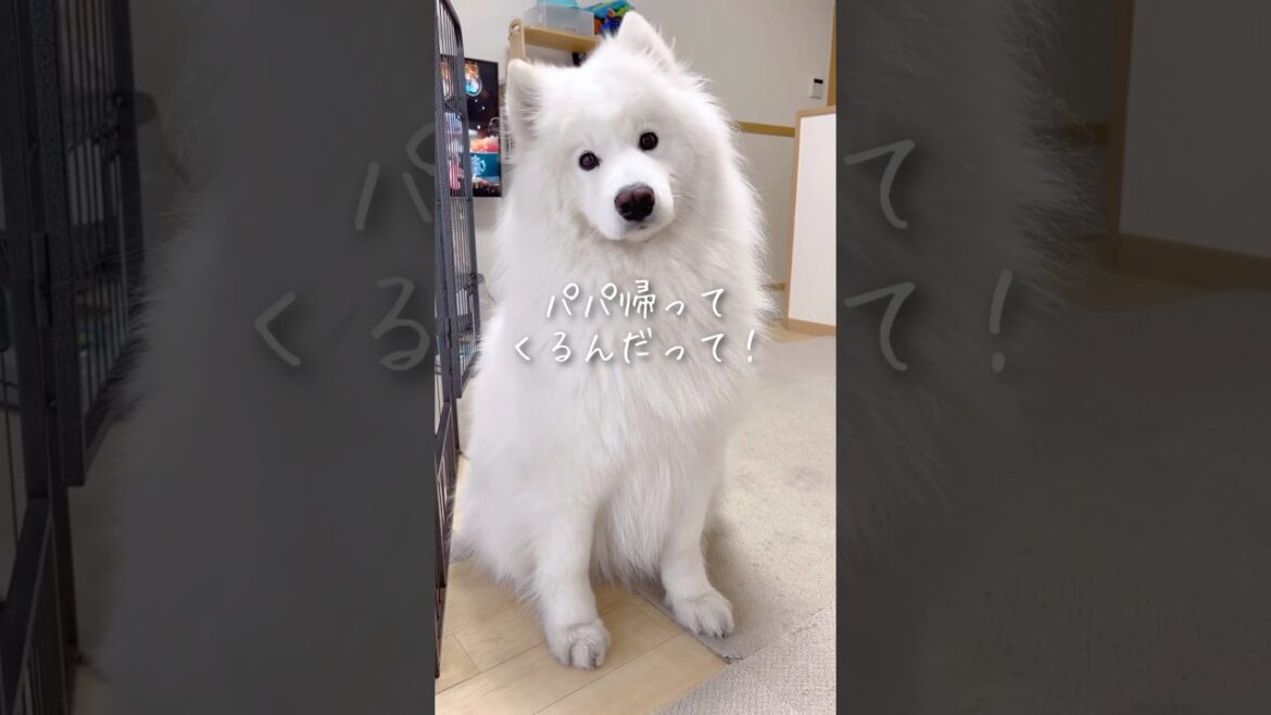 仕事に行ったパパが突然帰ってきた時の反応が可愛い #サモエド #samoyed #癒し
