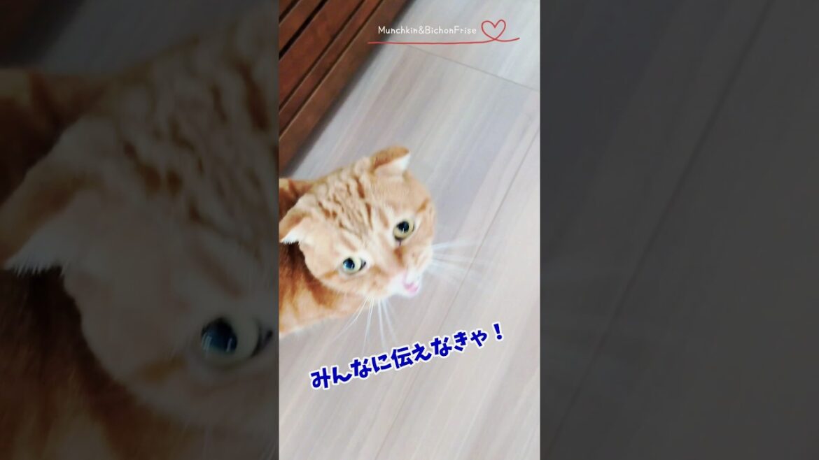【マンチカン】小走りで大事な話を伝えに来る短足猫 【犬と猫、両方飼ってると毎日かわいい♥】