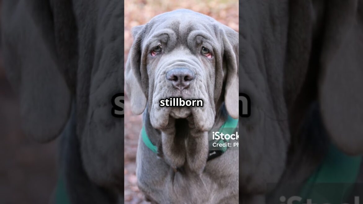 Biggest litter of puppies ever! #puppy #pets #shorts