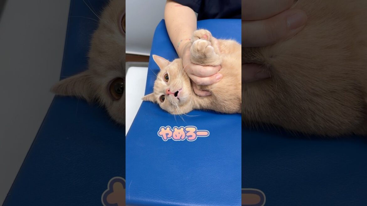 エコー検査後お腹を拭かれて嫌そうにするマンチカン