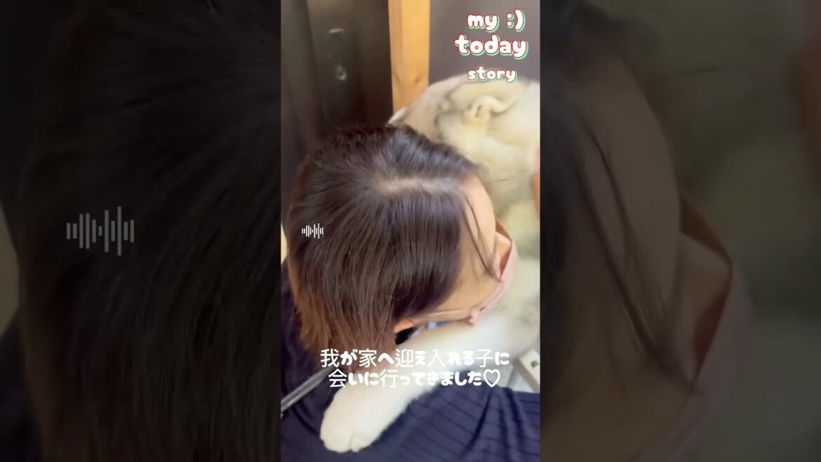 生後４ヶ月シベリアンハスキーの女の子が家族になります♡#シベリアンハスキー #ハスキー赤ちゃん#犬 #ハスキー
