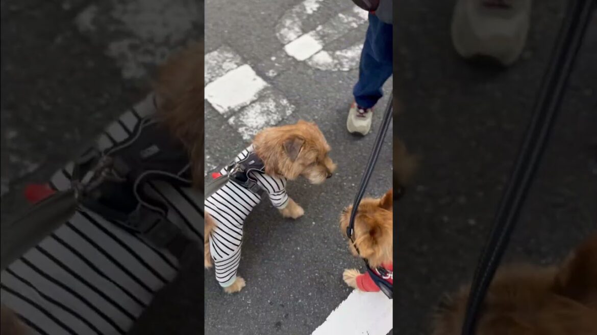 【仲良しコンビ】 #norfolkterrier #shorts #吉 #funny #愛犬キチ #cute #friend #nuts #ノーフォークテリア #ノーリッチテリア