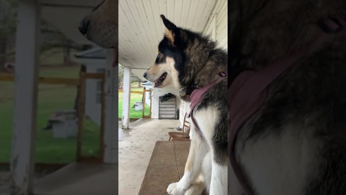 Alaskan Malamute Doggie Raven In The Rain 🌧️ #dog #husky #rain #wolf #rainsounds
