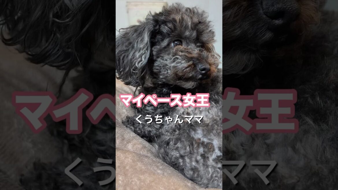 【トイプードル】ツンデレなくうちゃんの日常 #Shorts #トイプードル #トイプードル多頭飼い #犬のいる生活 #toypoodle