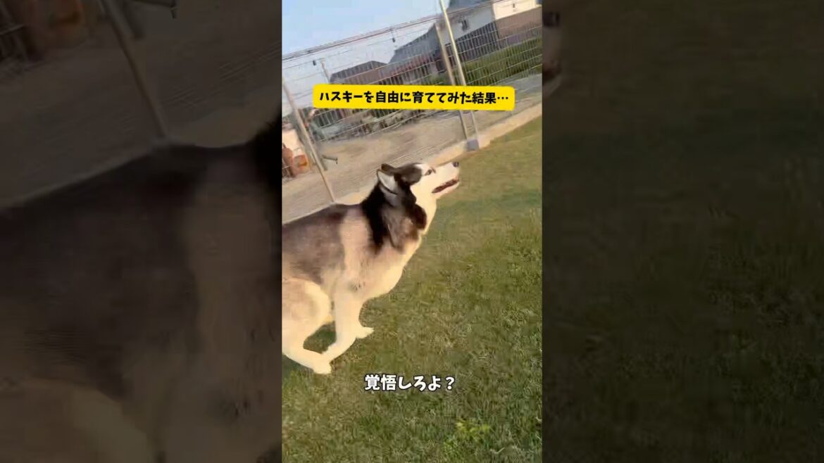 【ハスキーを自由に育ててみたら】控えめに言って最強で最高すぎました‼️#シベリアンハスキー#柴犬#おもしろ #shortvideo #shorts