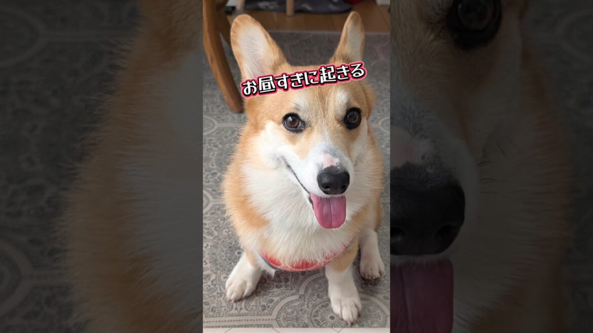 明日の私のために…よっしゃ！ #コーギー #かわいい #おもしろ