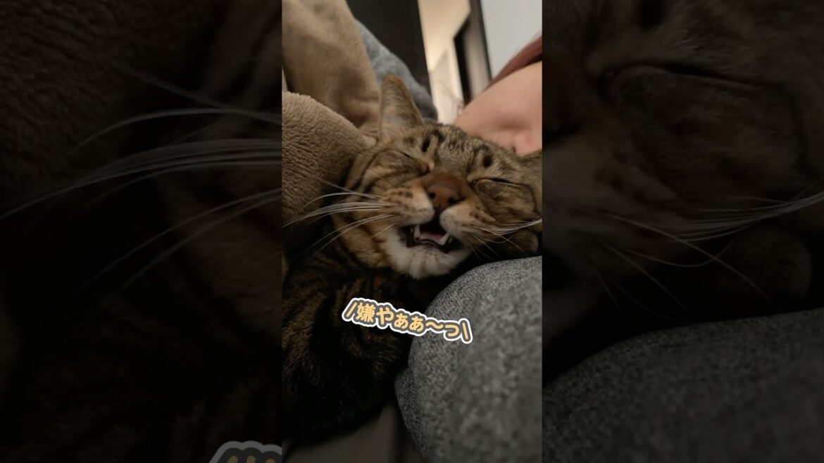 「まだ起きたくないぃ…」と、ママの腕に必死にしがみついて離れない猫 「まだ起きたくないぃ…」と、ママの腕に必死にしがみついて離れない猫