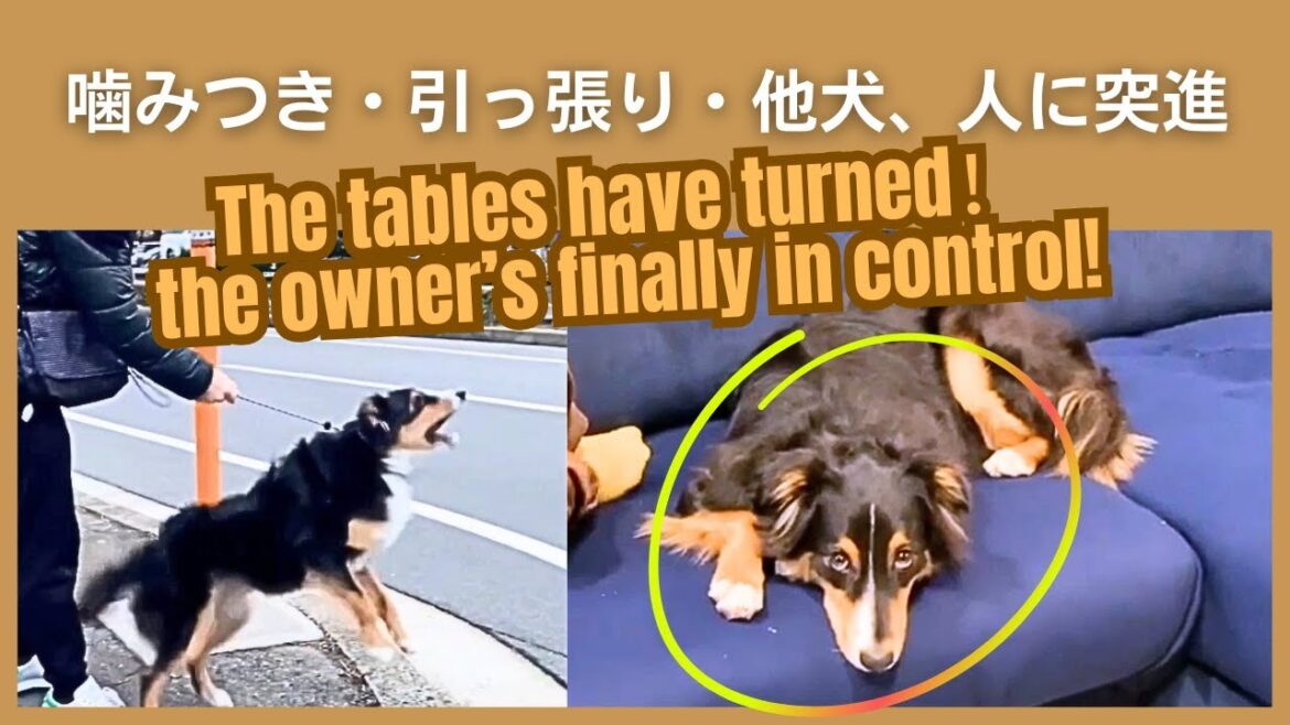 オーストラリアンシェパードの噛みつき、他犬への突進。