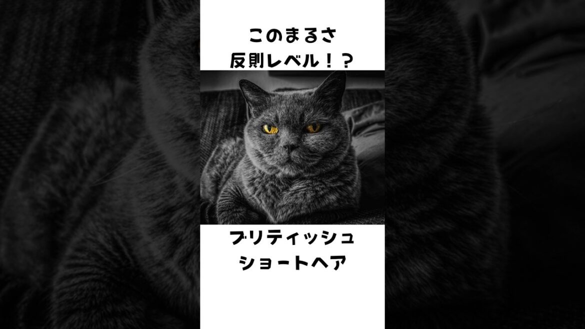 意外と知らないブリティッシュショートヘアー🐈