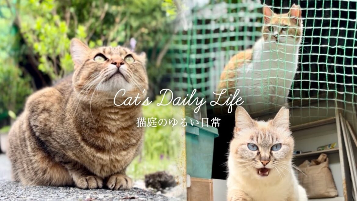 猫たちが集う平穏と癒しの庭【プレミア公開】