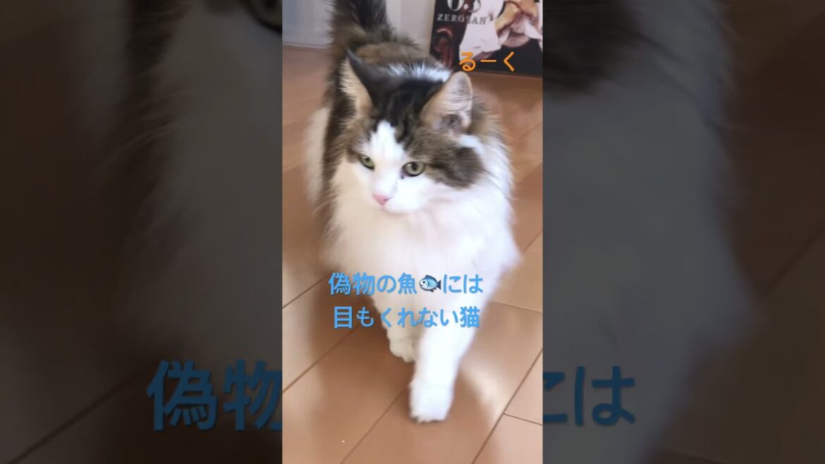 偽物の魚に気づく猫#shorts #ノルウェージャンフォレストキャット #pets #cats #猫のいる暮らし #猫