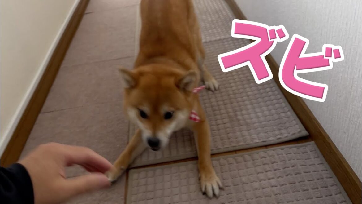 散歩に出るまでが一騒動な柴犬小夏　ツツジの大倉山公園