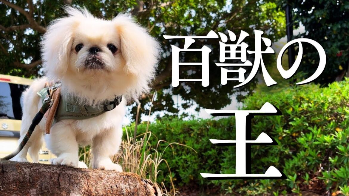 【百獣の王】子犬ペキニーズの勇ましいお散歩動画