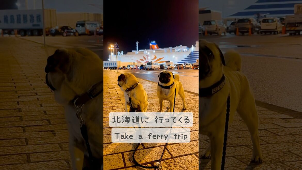[PUG] 行ってきままーす🛳️ (we are going) #北海道旅行 #さんふらわあ #フェリーペット同伴 #ごんたま #ごんすけ #たますけ #パグ2匹
