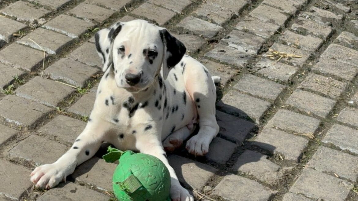 Hilarious Dalmatian puppy