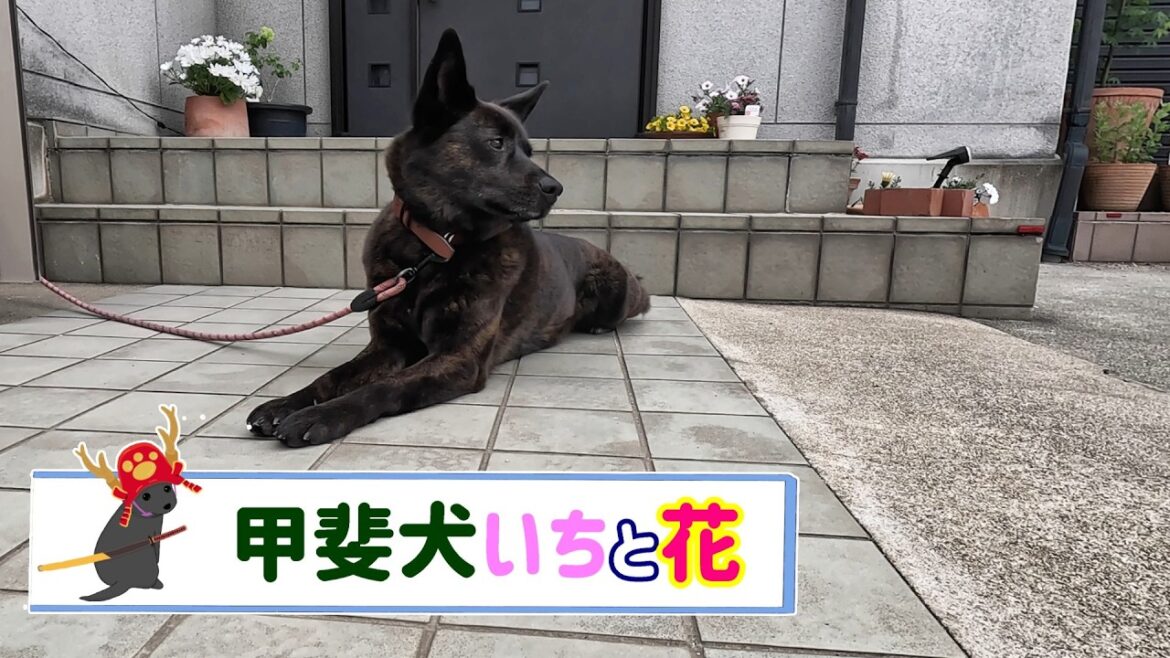 甲斐犬のいっちゃんとお花　甲斐犬いち