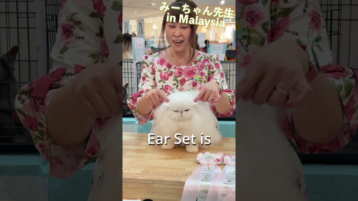 みーちゃん先生 in Cat Show 2025-03-09 Part1  #みーちゃん先生 #キャットショー #shorts