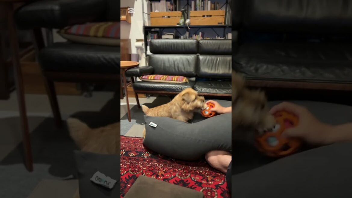 【ほんきち】#shorts #norfolkterrier #吉 #cute #愛犬キチ #kichi #本気 #terrier #ノーフォークテリア