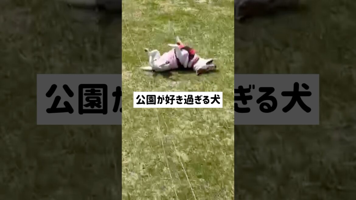 喜びの表現が笑ジャックラッセルテリアのひまわり＆つばき【ひまチャンネル】#shorts #jackrussellterrier #犬のいる生活